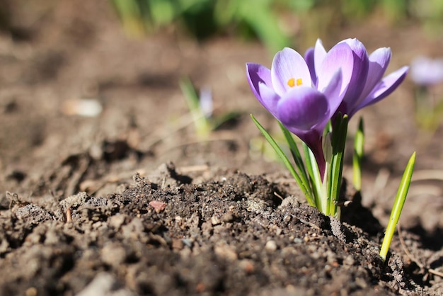 Krokus z wiosennych kwiatów