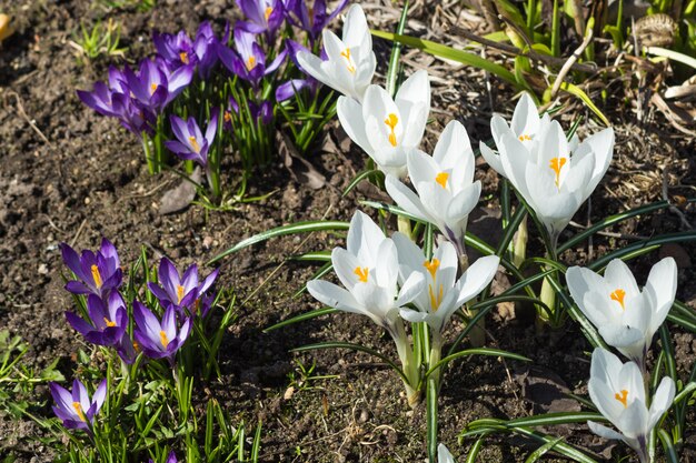 Krokusy Kwitnące W Ogrodzie Botanicznym