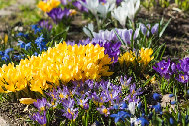 Krokusy kwitnie w ogródzie botanicznym