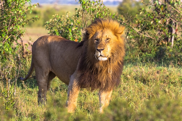 Król dzikiej przyrody Afryki Duży lew z Kenii Masai Mara