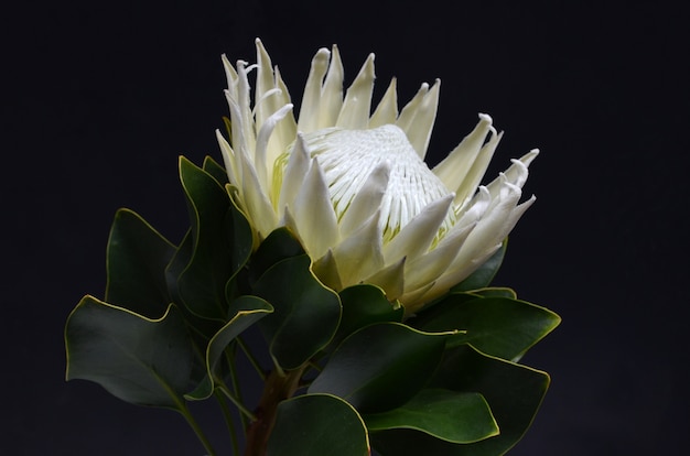 Królewiątka protea kwiatu wiązka odizolowywająca na czarnym tle