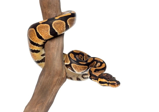 Królewski Python na gałęzi, Python regius, na białym tle