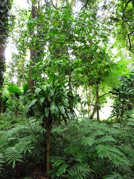 Królewskie Ogrody Botaniczne, Kandy, Sri Lanka