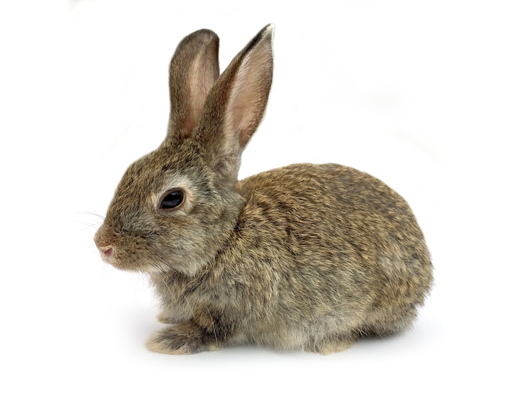 Zdjęcie królik bunny siedzi na białym tle