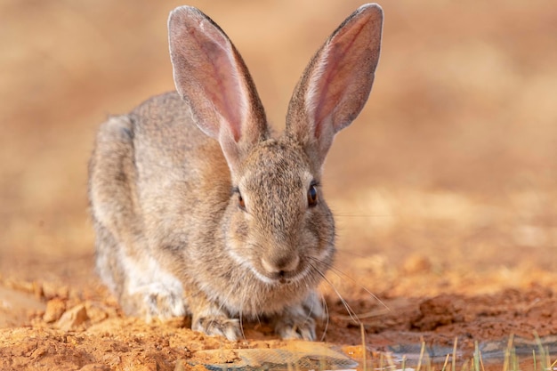 Zdjęcie królik europejski oryctolagus cuniculus toledo hiszpania