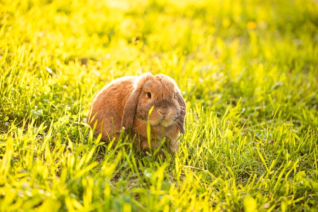 Królik mini lop siedzi na trawie.