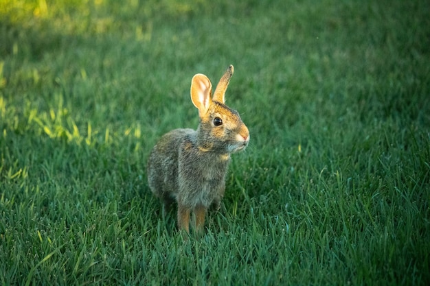 Zdjęcie królik na trawiastym polu