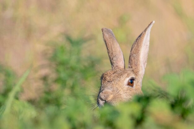 Królik (Oryctolagus cuniculus) Malaga, Hiszpania