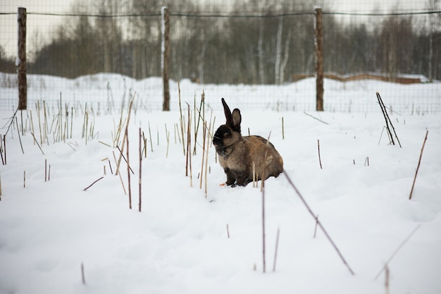królik siedzi na śniegu