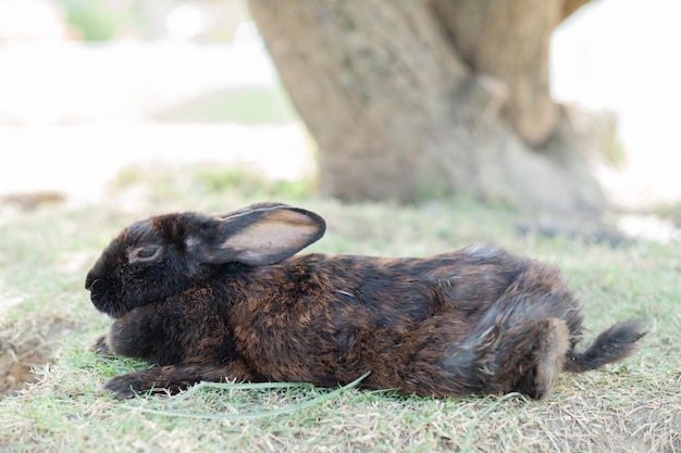 Zdjęcie królik śpi na naziemnym bunny pet holland lop