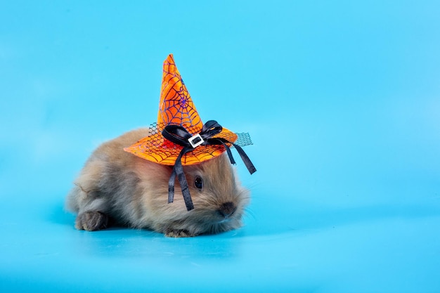 Królik w halloweenowym kapeluszu Mały królik w pomarańczowym kapeluszu czarownicy na halloween
