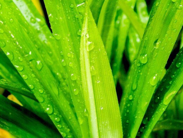 Zdjęcie kropelki wody na zielonych liściach pandanu po deszczu