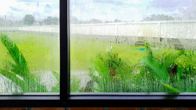 Kropla deszczu na szklanym oknie z zieloną rośliną na zewnątrz domu