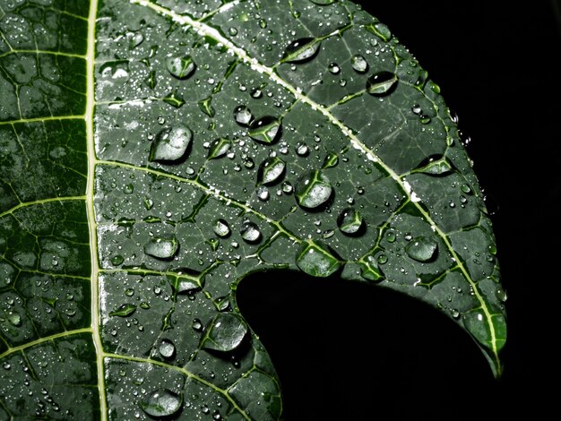 Kropla deszczu na zielony liść