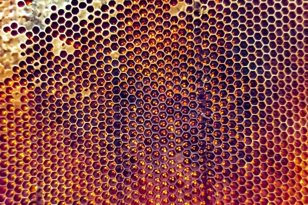 Kropla miodu pszczelego z sześciokątnych plastrów miodu wypełnionych złotym nektarem Letnia kompozycja plastra miodu składająca się z kropli miodu naturalnego na woskowej ramie pszczoły Kropla miodu pszczelego w plastrach miodu