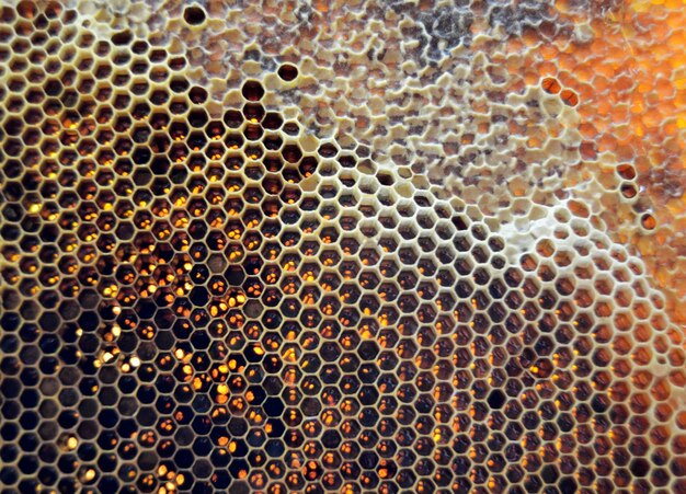 Kropla miodu pszczelego z sześciokątnych plastrów wypełnionych złotym nektarem Letnia kompozycja plastra miodu składająca się z kropli naturalnego miodu na woskowej ramie pszczoły Kropla miodu pszczelego w plastrach miodu