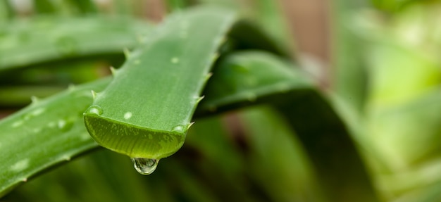 Kropla soku Aloe Vera z pociętego liścia.