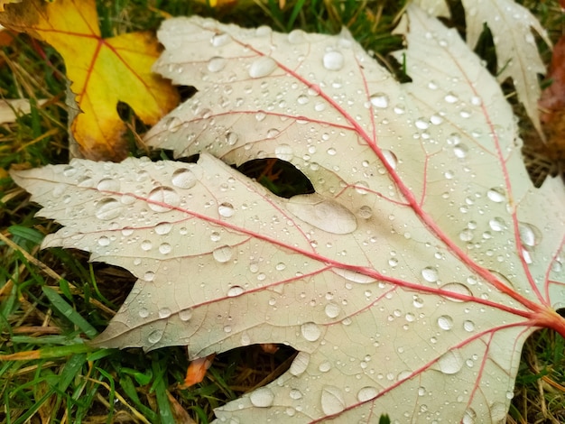 Kropla wody na liściach jesienią. Krople deszczu o poranku świecą w słońcu.