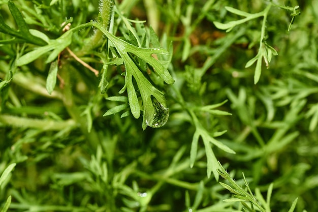 Kropla wody porannej rosy na pięknym liściu rośliny Makro kropli deszczu z odbiciem światła natury Naturalny wzór tła