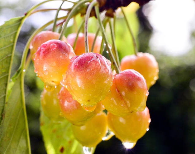 Zdjęcie krople deszczu na dojrzewających owocach wiśniobraz a