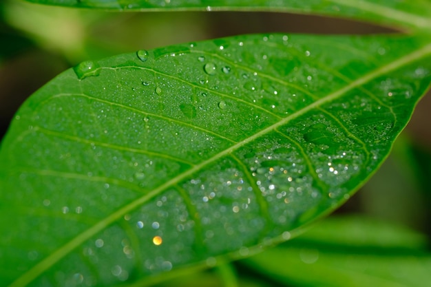 krople deszczu na powierzchni liści manioku. poranna rosa i deszcz. tło koncepcji natury.