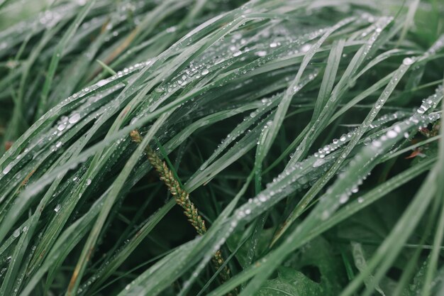 Krople Deszczu Na Zielonej Trawie Naturalnej Teksturze Na Tle