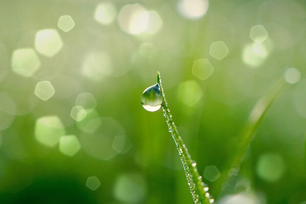 krople deszczu na zielonej trawie w deszczowe dni, zielone i jasne tło