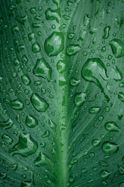 Zdjęcie krople deszczu na zielonym liście rośliny w deszczowe dni