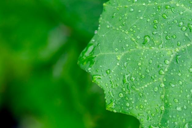 Krople deszczu spadają na zielone liście.