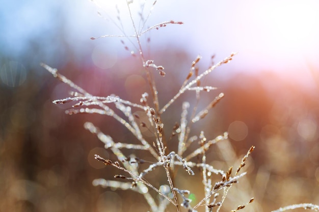 Krople rosy na suchej trawie jesienią krople rosy na trawie jesienią