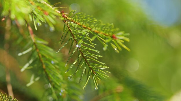 Krople wody na igłach drzewa krople deszczu na gałęzi świerka świerka po deszczu bokeh