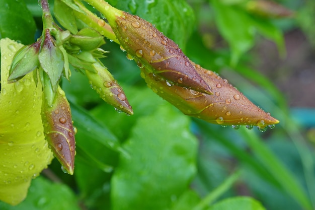 Zdjęcie krople wody na kwiaty allamanda cathartica