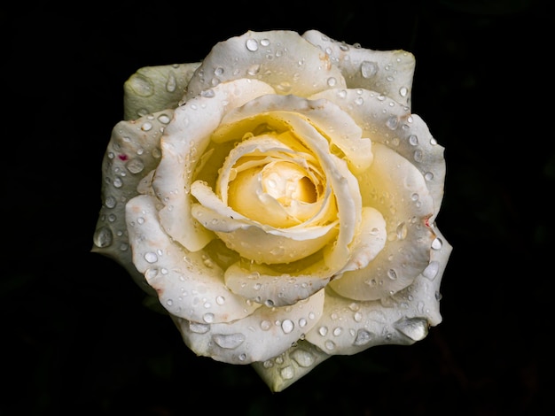 Krople wody na płatkach białych kwiatów róży