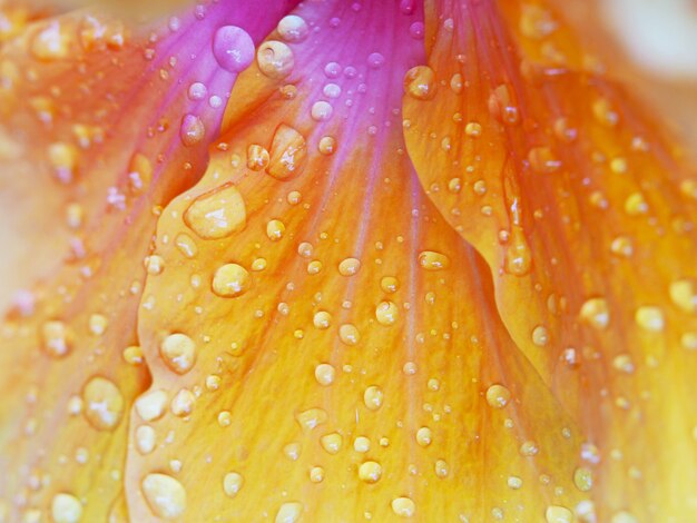 Krople wody na płatkach pomarańczowych kwiatów Hibicus