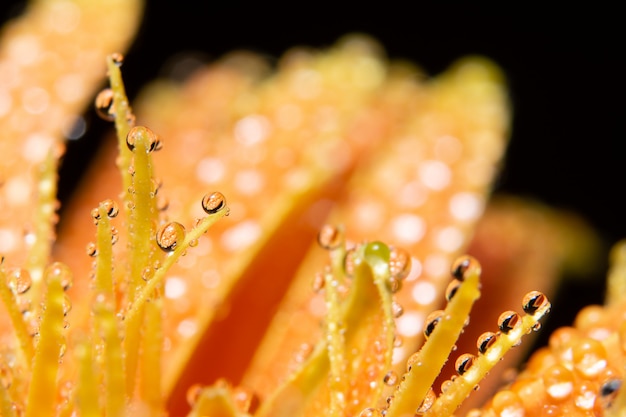 Krople wody na płatki pomarańczowy kwiat
