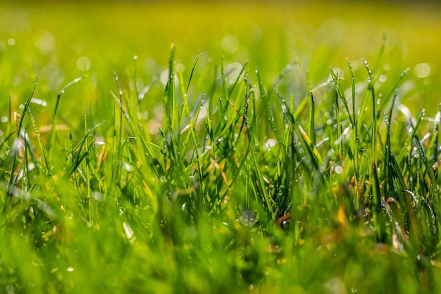 Krople wody na zielonej trawie. Zbliżenie natury, relaksujące światło poranka i zielona łąka