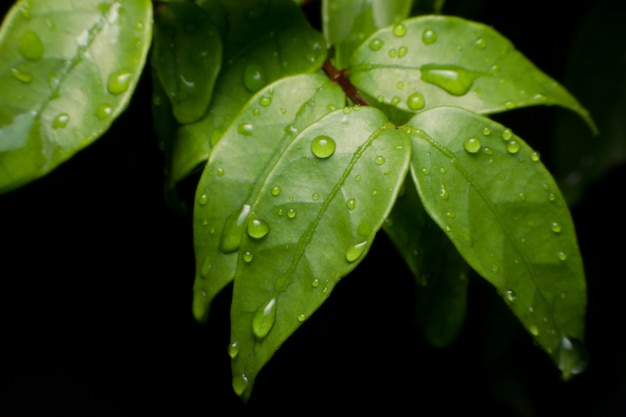 Krople wody na zielony świeży liść makro