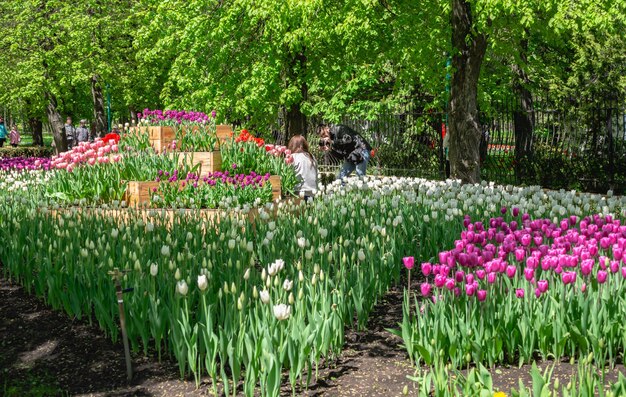 Kropywnyckij, Ukraina 09.05.2021. Aleje Tulipanów W Arboretum Kropywnycki W Słoneczny Wiosenny Dzień