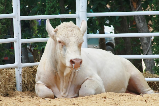 Krowa Charolais