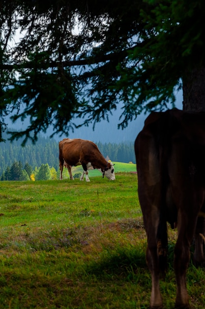 Krowa. Czarnogóra, Park Narodowy Durmitor