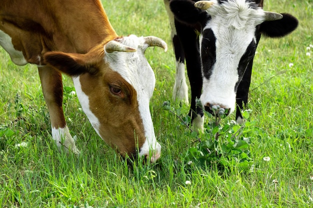 Zdjęcie krowa i cielę pasą się na polu krowa i cielę jedzą trawę głowy krów z bliska