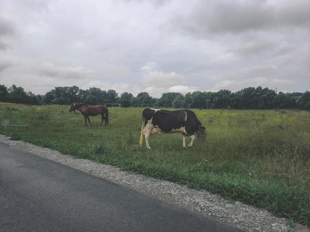 Krowa i koń pasą się na polu