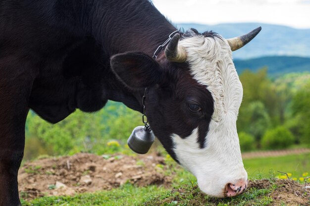 Krowa jedząca trawę. Bydło wypasane na polu w tle przyrody.