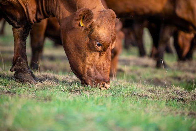 Krowa jedzenia trawy na łące Zdrowe odżywianie zwierząt domowych