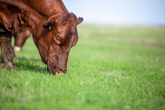 Krowa jedzenia trawy na łące Zdrowe odżywianie zwierząt domowych