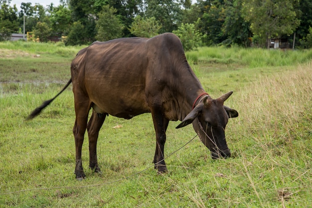 Krowa jedzenia trawy