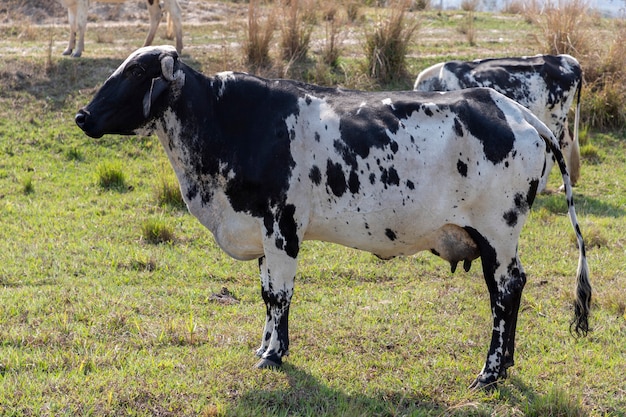 Krowa mleczna cętkowana na pastwisku