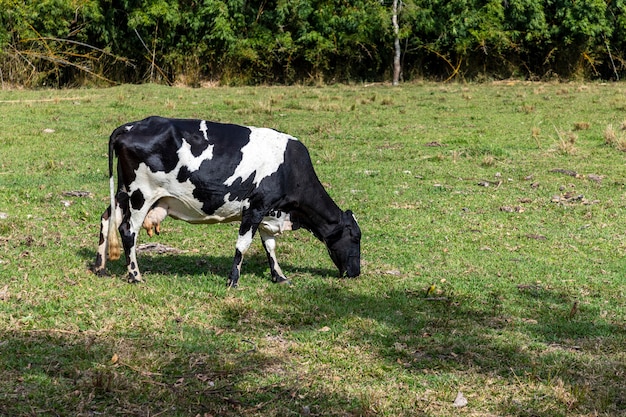 Krowa Mleczna Cętkowana Na Pastwisku