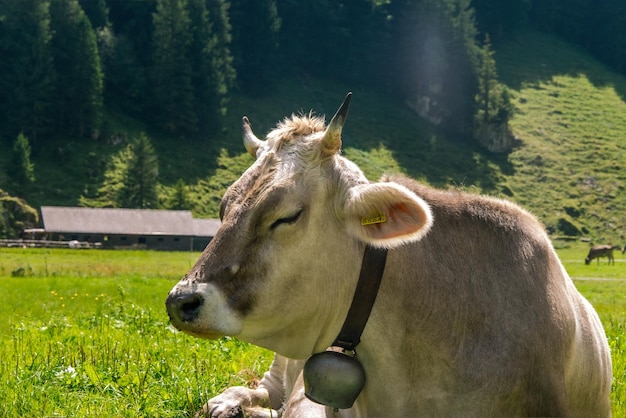 Krowa na łące w Alpach Szwajcarskich