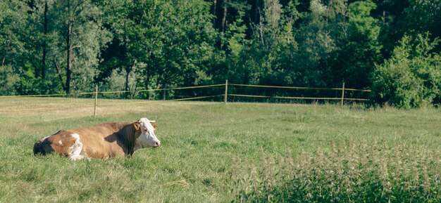 Krowa na łące w pięknym leśnym krajobrazie